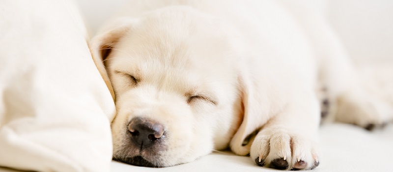 Dog Friendly rate - Breakfast and Wifi included  