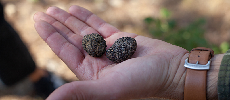 Truffle Hunting
